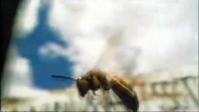 Polyot shmelya - Arshavir Grigoryan смотреть онлайн