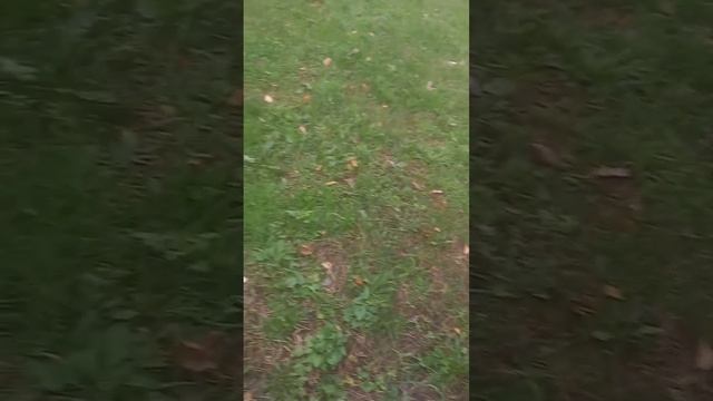 ❗Шампиньоны перебрались в город🍄 смотреть онлайн