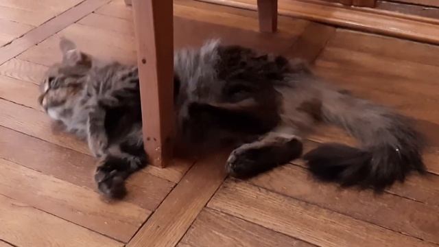 Котик - обормотик )) смотреть онлайн