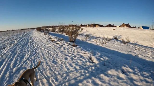 ПОЯС ДЛЯ КАНИКРОССА | ПРОГУЛКА С СОБАКОЙ В ПОЛЕ