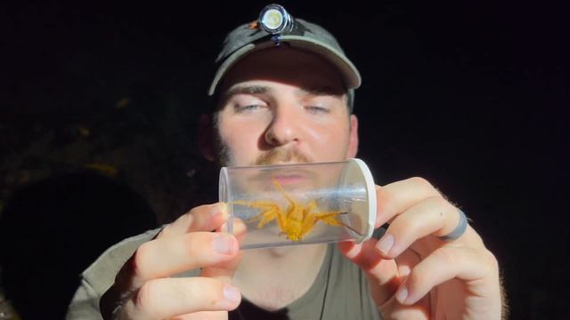 HUGE Huntsman SPIDER And I CAUGHT IT!  Heteropoda Davidbowie!