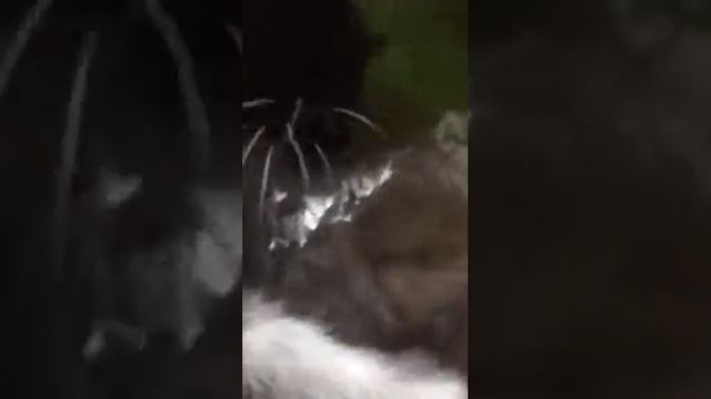 Маленький пушистый боксёр🐱 смотреть онлайн