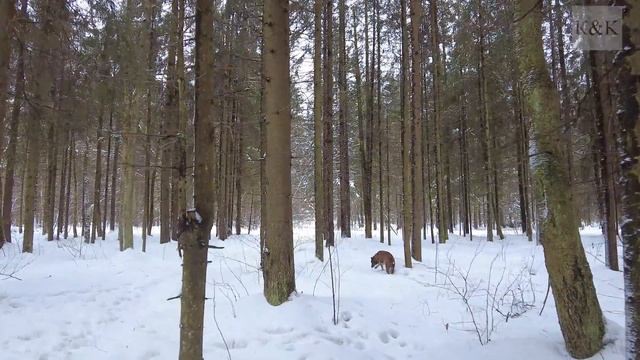 Прогулки по лесу. День за днем с дедом Многоведом. 22 февраля 2022г. Эпизод 194. смотреть онлайн