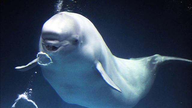 white whale speaking смотреть онлайн