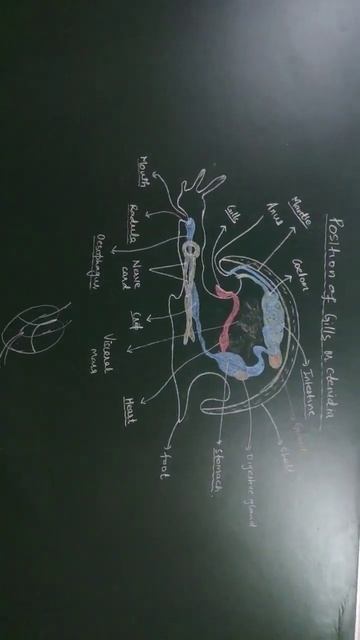 ANATOMY OF SNAILS || snail anatomy смотреть онлайн