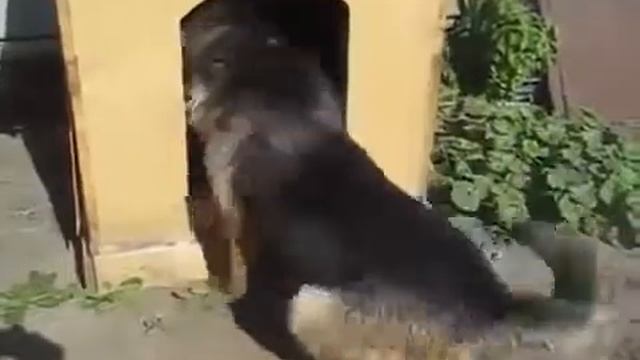 Упорная собака! смотреть онлайн