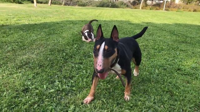 Retro Video Bull Terrier Terra В память об Буль Терьере Тэрре 💔 смотреть онлайн