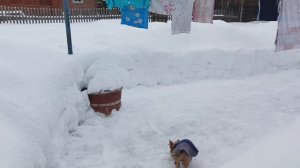 Цукаты готовы ,гуляем по деревне,пересаживаю фиалки.