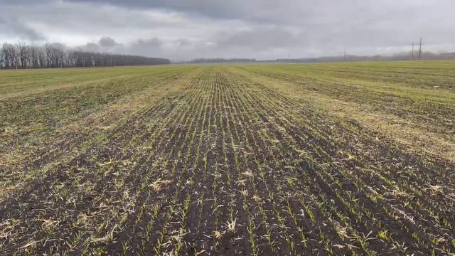 Озимая по озимой. Белгородская область. 24.12.24 смотреть онлайн