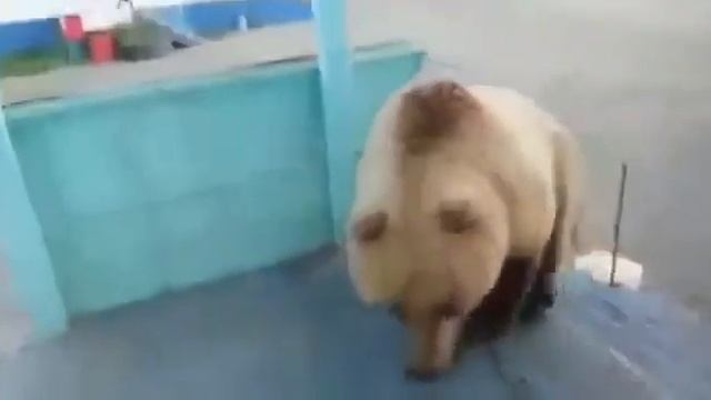 Медведь пытается открыть общагу вахтовиков смотреть онлайн