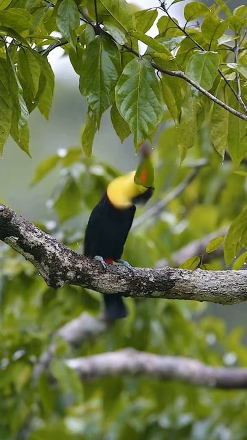 A Keel billed Toucan shaking off the rain #photography #shorts #viral #trending #wildlife #life смотреть онлайн