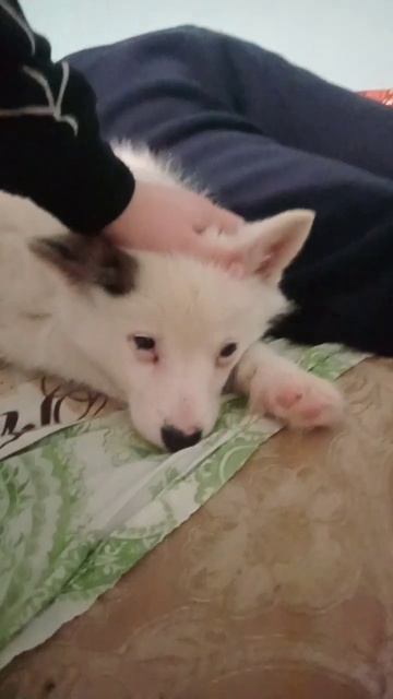 Ненецкая лайка смотреть онлайн