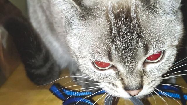 Эми крадёт резинку для волос и убегая рычит смотреть онлайн