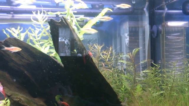 1m Community tank (trigonostigma, corydoras, otocinclus, cherry shrimp) смотреть онлайн