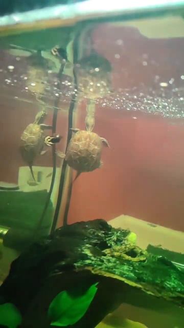 Introduction to the reeves turtles смотреть онлайн