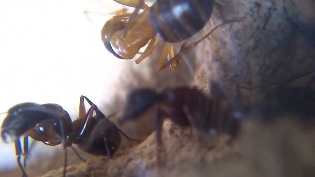 Młody major w mojej koloni Camponotus ligniperda смотреть онлайн
