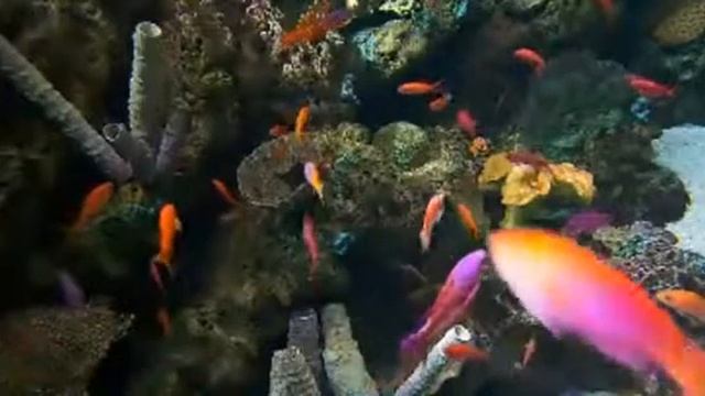 fish 333 смотреть онлайн