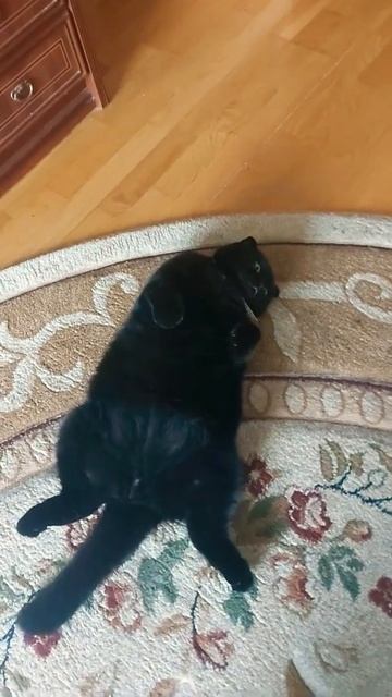 злой лордик #кот #животные #злой #рекомендации #рек #хочувтренды #кошки #приколы #злоиекошки смотреть онлайн