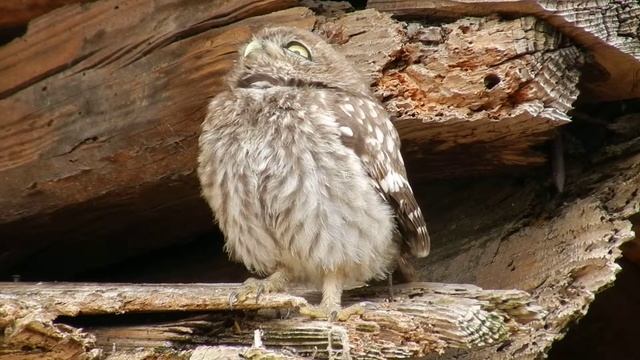 Civetta / Little Owl (Athene noctua) смотреть онлайн