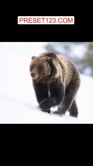 Welcome to my world, photographing a wild grizzly fresh out of her den in Jack #Short #Shorts смотреть онлайн