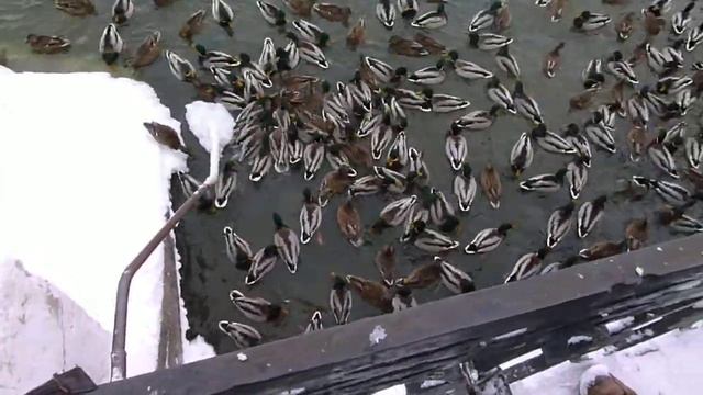 Уточки 030 смотреть онлайн