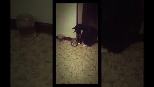 Кот - полоскун смотреть онлайн