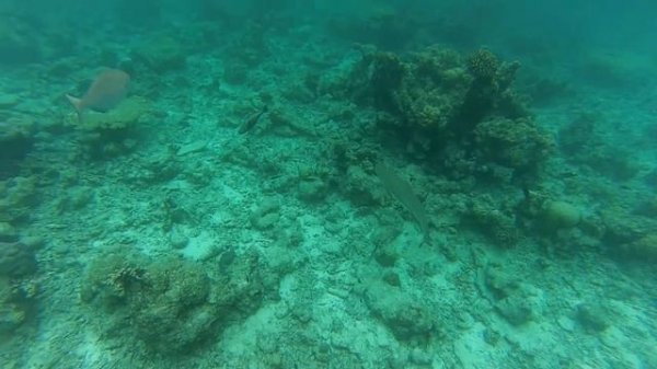 Снорклинг на Мальдивах 02 .MP4