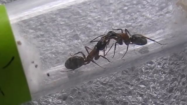 Camponotus ligniperda смотреть онлайн