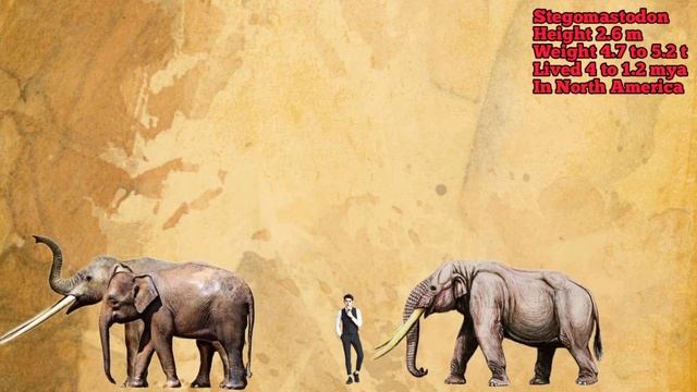 ELEPHANTS - Size Comparison | All Proboscideans.