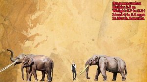 ELEPHANTS - Size comparison | All proboscideans.