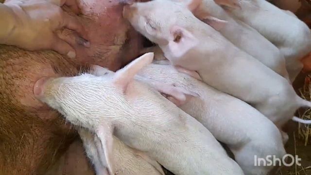 Проращиваем семена. Поросята становятся активнее. смотреть онлайн