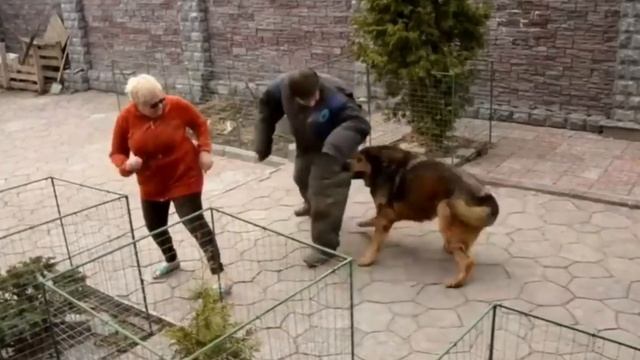САМАЯ ДОРОГАЯ СОБАКА В МИРЕ - ТИБЕТСКИЙ МАСТИФ смотреть онлайн