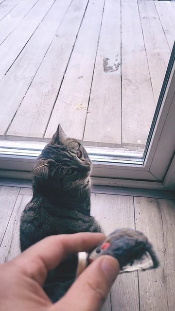 #котовские мышки 🌝 смотреть онлайн