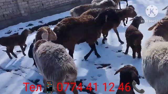 15 баш козулу жаш койлор сатылат (7 марта 2024 г.)Цена 18000 сом Кеми болот смотреть онлайн