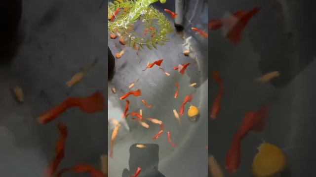 Гуппи красный альбинос, адайские смотреть онлайн