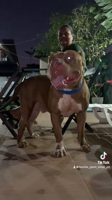 O gigante do mostro zeus san . смотреть онлайн