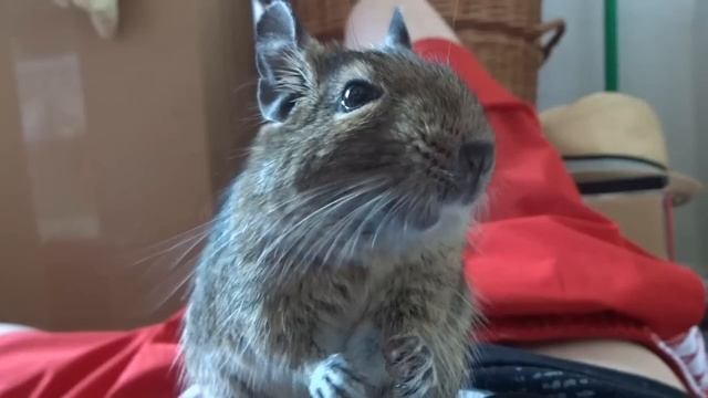 I'm Scatman - Degu Sing смотреть онлайн