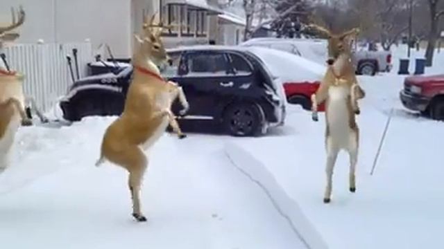 Танцующие олени!!!;) смотреть онлайн