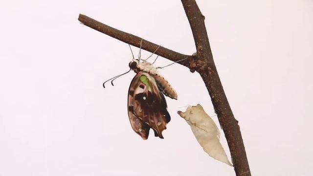 REAL TIME: Tailed-jay (Graphium agamemnon) final metamorphosis [no sound] смотреть онлайн