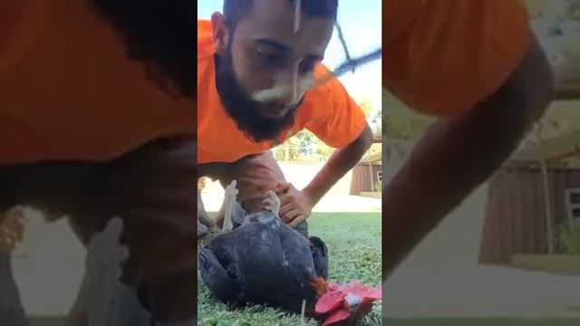 Реакция курицы на чтение Корана ! смотреть онлайн
