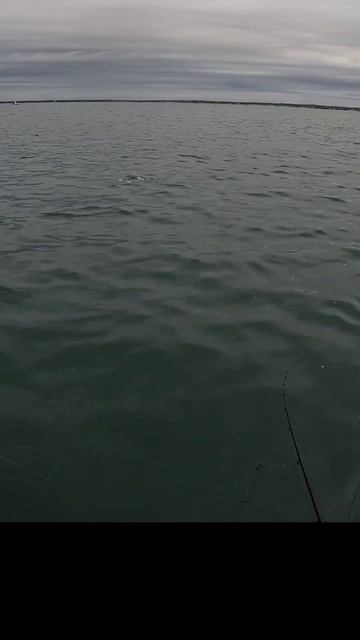 Bluefish Jumps Into My Kayak #shorts смотреть онлайн