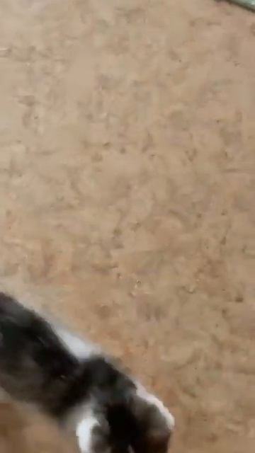 Наша собачка Милана и котёнок Стёпушка. Приют ДРУГ ЖИВИ. г. ОМСК смотреть онлайн