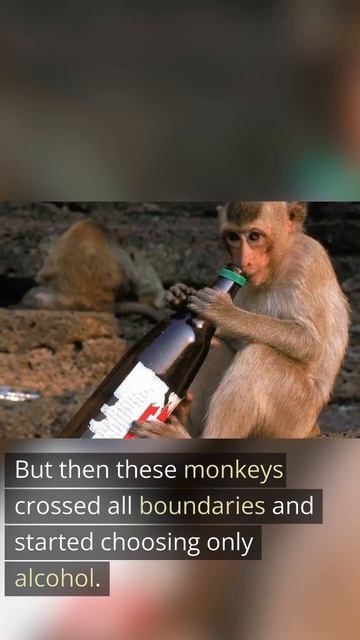 Monkeys steal alcohol from tourists смотреть онлайн