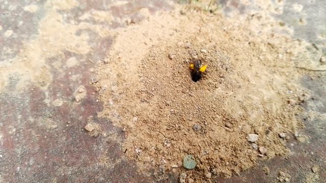 Solitärbiene beim Nestausbau смотреть онлайн
