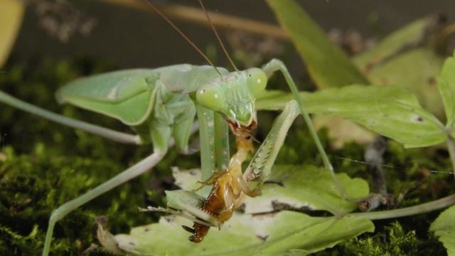 Macro LENS. A mantis eats a cockroach alive / Macro video / INSECTS. (Богомол против таракана) смотреть онлайн