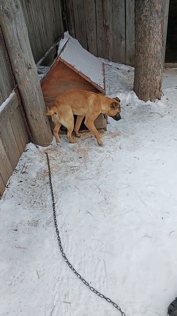 Гором уехал домой из приюта смотреть онлайн