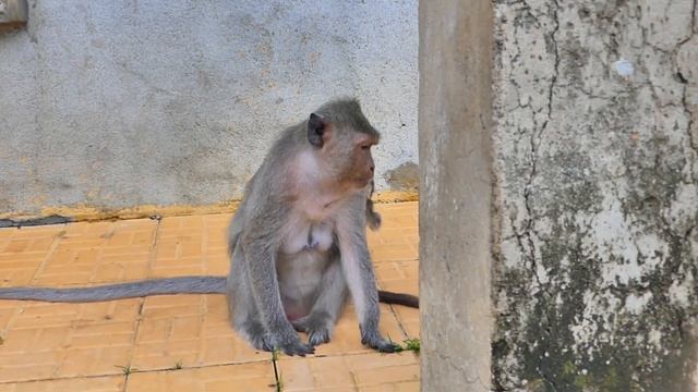 Big child Monkey Momo wants to take care of Baby Mira with Mama but Momo scares Mama смотреть онлайн
