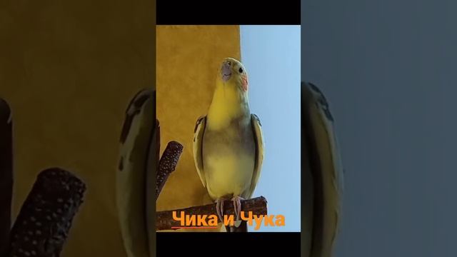 Male Cockatie Sound. CockatielSinging. Cockatiel Parrot. Cockatiel Companion смотреть онлайн