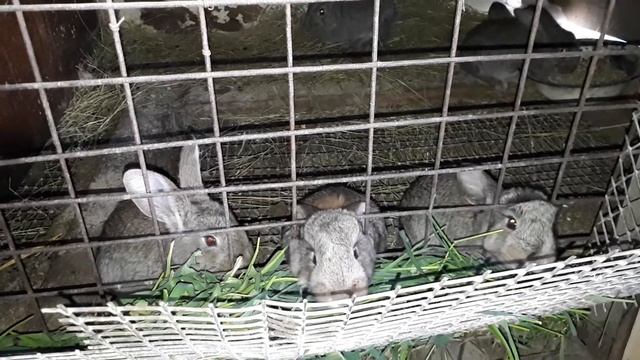 Крольчата едят траву смотреть онлайн