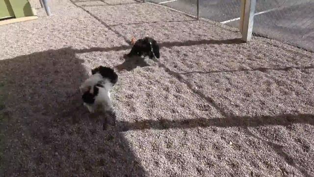 Beluga & Lou Play Date Feb 2018 3 смотреть онлайн